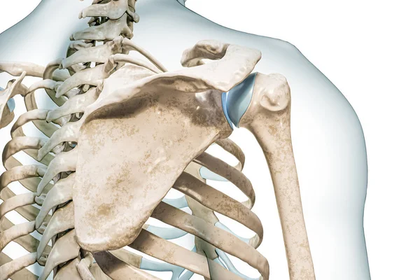Scapula Close View Body Contours Rendering Illustration Isolated White Copy — Stock Photo, Image