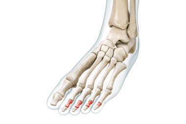 Kırmızı parmaklı orta ya da orta parmak kemikleri ve üç boyutlu bedeni kopyalama alanı ile beyaza izole edilmiş. İnsan iskeleti ve ayak anatomisi, tıbbi diyagram, iskelet sistemi kavramları..