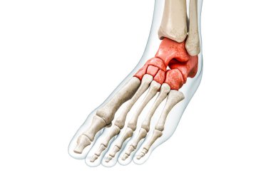 Tarsal kemikler ya da kırmızılı tarsus. Vücut 3D görüntüleme. Beyaz üzerine kopyalama alanı ile izole edilmiş. İnsan iskeleti, ayak ve ayak bileği anatomisi, tıbbi diyagram, osteoloji, iskelet sistemi kavramları.