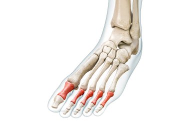 Kırmızılı ayak parmağı kemiklerinin proksimal parmak kemikleri ve üç boyutlu vücut çizimi kopya alanı ile beyaza izole edilmiş. İnsan iskeleti ve ayak anatomisi, tıbbi diyagram, osteoloji, iskelet sistemi kavramları.