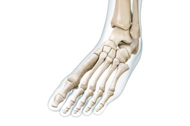 Vücut hatları olan ayak ve ayak kemikleri. 3 boyutlu çizimler. Kopya alanı ile beyaza izole edilmiş. İnsan iskeleti ve bacak anatomisi, tıbbi diyagram, osteoloji, iskelet sistem kavramları.