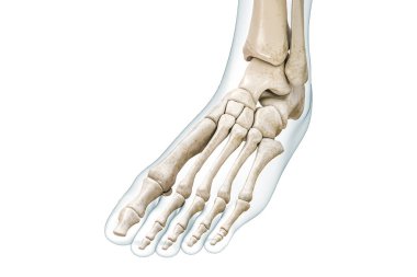 Foot and toe bones with body contours 3D rendering illustration isolated on white with copy space. Human skeleton and leg anatomy, medical diagram, osteology, skeletal system concepts. clipart