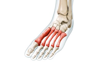 Metatarsal kemikler ya da metatarusla kırmızıya boyanmış. Vücut 3D görüntüleme, kopyalama alanı ile beyaza izole edilmiş. İnsan iskeleti ve ayak anatomisi, tıbbi diyagram, osteoloji, iskelet sistemi kavramları.