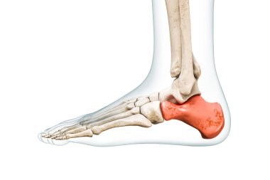 Kırmızı Calcaneus tarsal kemiği ve 3 boyutlu bedeni kopyalama alanı ile beyaza izole edilmiş. İnsan iskeleti, ayak ve topuk anatomisi, tıbbi diyagram, osteoloji, iskelet sistemi kavramları.