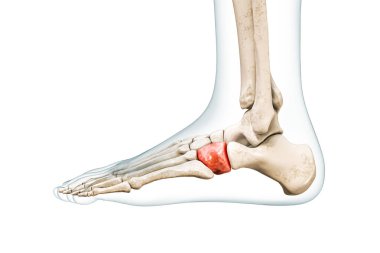 Kırmızılı küboid tarsal kemik ve üç boyutlu bedeni kopyalama alanı ile beyaza izole edilmiş. İnsan iskeleti ve ayak anatomisi, tıbbi diyagram, osteoloji, iskelet sistemi kavramları.