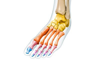 Her grup ayak ve ayak kemiğini üç boyutlu bedeni ile renklendirerek kopyalama alanı ile beyaza izole ediyor. İnsan iskeleti anatomisi, tıbbi diyagram, osteoloji, iskelet sistem kavramları.