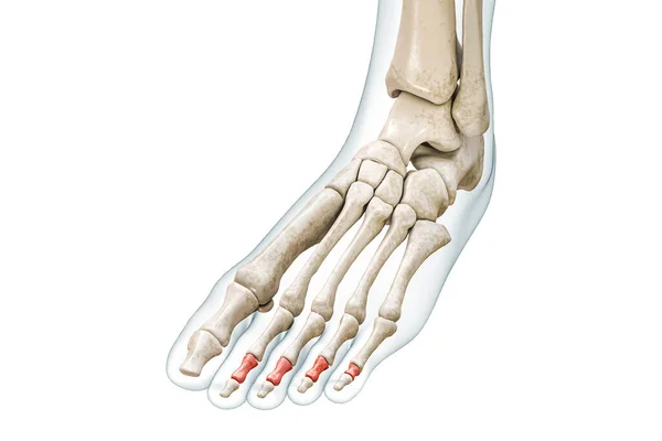 Medial Intermediate Phalanges Toe Bones Red Body Rendering Illustration Isolated — Stock Photo, Image