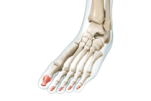 Distal Phalanges Toe Bones Red Body Rendering Illustration Isolated White — Stock Photo, Image
