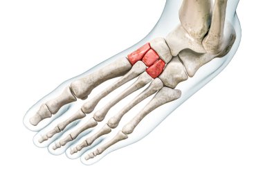 Kırmızı tarsal kemikler ve 3 boyutlu vücut çizimi kopya alanı ile beyaza izole edilmiş. İnsan iskeleti ve ayak anatomisi, tıbbi diyagram, osteoloji, iskelet sistemi kavramları.