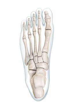 Ayak kemikleri üst ya da sırt görünümlü, vücut hatları 3D olan, beyaza izole edilmiş, fotokopi alanı ile izole edilmiş. İnsan iskeleti ya da iskelet sistemi anatomisi, tıbbi diyagram, osteoloji kavramları.