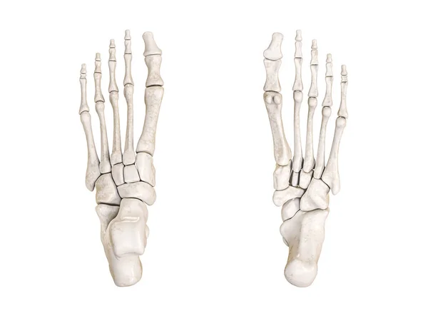 脚骨低劣和优越的观点标签的颜色3D渲染插图孤立在白色与复制空间 人体骨骼解剖 医学图表 骨理学概念 — 图库照片