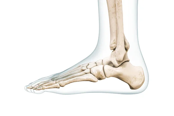 Πλευρική Όψη Των Οστών Ποδιών Περίγραμμα Του Σώματος Απόδοση Εικόνα — Φωτογραφία Αρχείου