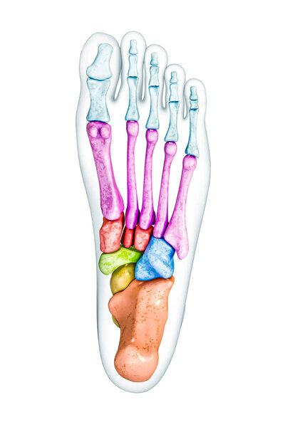 Foot bones inferior or plantar view labeled with colors with body 3D rendering illustration isolated on white with copy space. Human skeleton or skeletal system anatomy, medical diagram concepts.