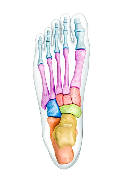 Οστά Ποδιών Ανώτερη Ραχιαία Άποψη Επισημαίνονται Χρώματα Σώμα Απόδοση Εικόνα — Φωτογραφία Αρχείου