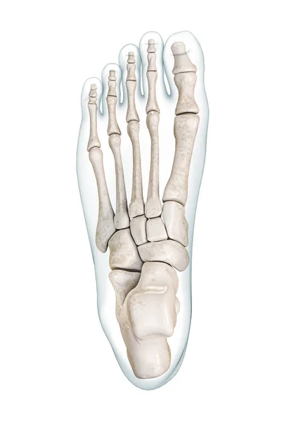Οστά Ποδιών Ανώτερη Ραχιαία Άποψη Περίγραμμα Του Σώματος Απόδοση Εικόνα — Φωτογραφία Αρχείου