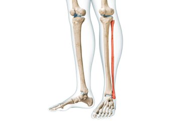 Fibula bone front view in red color with body 3D rendering illustration isolated on white with copy space. Human skeleton, leg and calf anatomy, medical diagram, skeletal system concepts. clipart