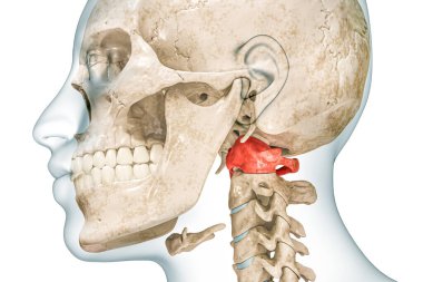 Atlas 'ın ilk boyun omuru kırmızı renkte, gövdesi 3D, görüntüsü ise beyaz renkte ve kopyalama alanı ile izole edilmiş. İnsan iskeleti omurga anatomisi, tıbbi diyagram, osteoloji, iskelet sistem kavramı..