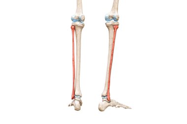 Fibula kemikleri, kırmızı renkli 3D görüntüleme ile beyaz üzerine izole edilmiş, kopyalama alanı ile izole edilmiş. İnsan iskeleti ve bacak anatomisi, tıbbi diyagram, osteoloji, iskelet sistem kavramları.