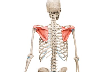Kürek kemiği ya da kürek kemiği kırmızı 3D renkte. Resimler beyaz renkte ve kopyalama alanı ile izole edilmiş. İnsan iskeleti ya da iskelet sistemi anatomisi ve tıbbi diyagram kavramları.