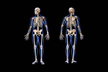 Tam bir insan iskeletinin ön ve arka görüntüsü, erkek vücudunun 3D görüntüsü, siyah boş arka planda izole edilmiş. Anatomi, osteoloji, iskelet sistemi, bilim, tıbbi diyagram konsepti.
