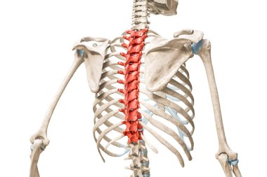 Kırmızı renkli torasik omurgası, kopyalama alanı ile beyaza izole edilmiş, 3D görüntüleme. İnsan iskeleti ve omurga anatomisi, tıbbi diyagram, osteoloji, iskelet sistemi kavramları.