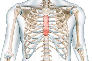 Göğüs kemiğinin üç boyutlu kırmızı renkteki vücudu, kopya alanı ile beyaza izole edilmiş. İnsan iskeleti ya da iskelet sistemi ve göğüs kafesi anatomisi, tıbbi diyagram, osteoloji kavramları.