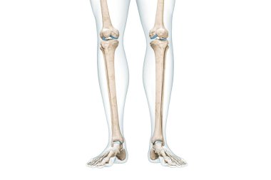 Baldır gövdeli kaval kemiği ya da kaval kemiği ön görünüm üç boyutlu görünüm çizer ve kopya alanı ile beyaza izole edilir. İnsan iskeleti anatomisi, tıbbi diyagram, osteoloji, iskelet sistem kavramları.
