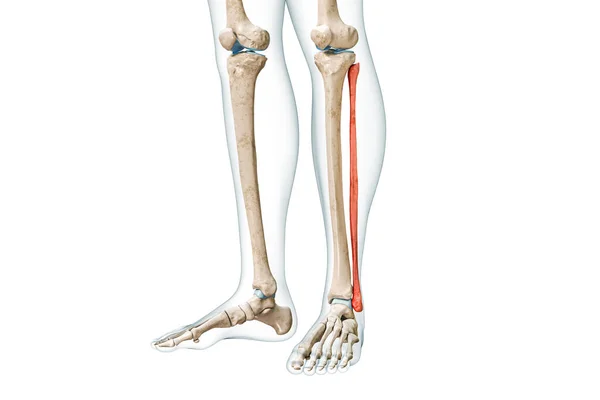 腓骨前视图为红色 身体3D渲染图形 白色与复制空间隔离 人体骨骼 腿和小腿解剖 医学图表 骨骼系统概念 — 图库照片