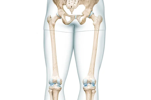 股骨或大腿骨与大腿体轮廓后视镜3D渲染图形孤立在白色与复制空间 人体骨骼解剖 医学图表 骨理学 骨骼系统概念 — 图库照片
