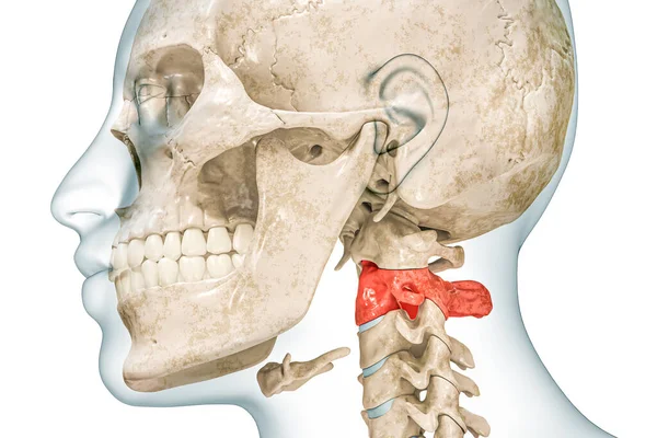 Axis Second Cervical Vertebra Red Color Body Rendering Illustration Isolated — Stock Photo, Image