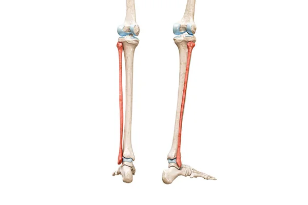 Huesos Fibula Vista Trasera Color Rojo Ilustración Representación Aislada Blanco —  Fotos de Stock