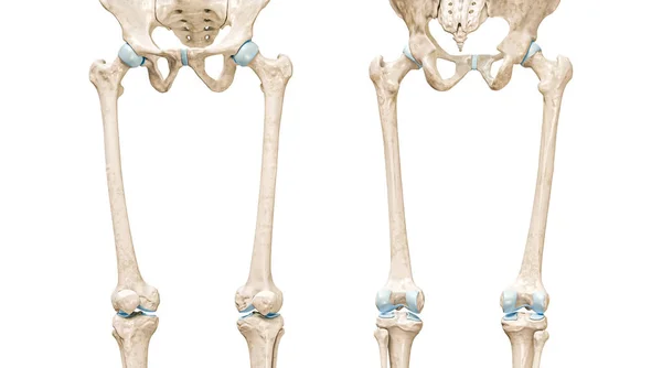股骨或股骨前部和后部的3D图像 用复制空间在白色上隔离 人体骨骼和腿解剖学 医学图表 骨理学 骨骼系统概念 — 图库照片