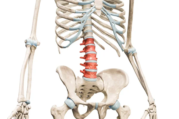 腰椎间盘在红色的三维渲染图形孤立在白色与复制空间 人体骨骼和脊柱解剖 医学图表 骨骼系统概念 — 图库照片