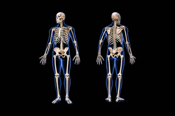 黒の空の背景に隔離された男性の体3Dレンダリングイラストと完全な人間の骨格のフロントとバックビュー 解剖学 骨格系 医学図の概念 — ストック写真