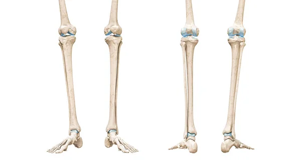 胫骨或胫骨前部和后部视图3D渲染图形孤立在白色与复制空间 人体骨骼和腿解剖学 医学图表 骨理学 骨骼系统概念 — 图库照片