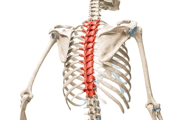 コピースペースと白に隔離された赤い色の3Dレンダリングイラストの胸部椎骨 人間の骨格と脊椎の解剖図骨学骨格系の概念 — ストック写真