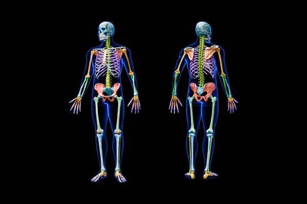 黒に隔離された男性の体3Dレンダリングイラストとフル人間の骨格のフロントとバックビュー 各骨又は色のついた骨群の解剖図又は医用図 — ストック写真