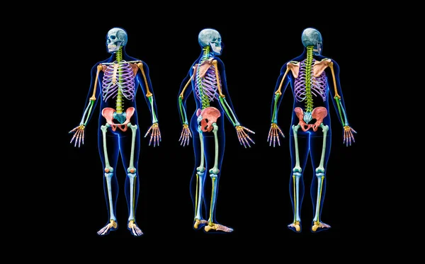 フロント バックと黒に隔離された男性の体3Dレンダリングイラストと完全な人間の骨格のプロフィールビュー 各骨又は色のついた骨群の解剖図又は医用図 — ストック写真
