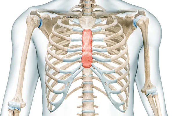 コピースペースと白に隔離された赤い色の3Dレンダリングイラストで胸骨のボディ 人間の骨格系や骨格系や肋骨ケージの解剖学 医学図 骨学の概念 — ストック写真