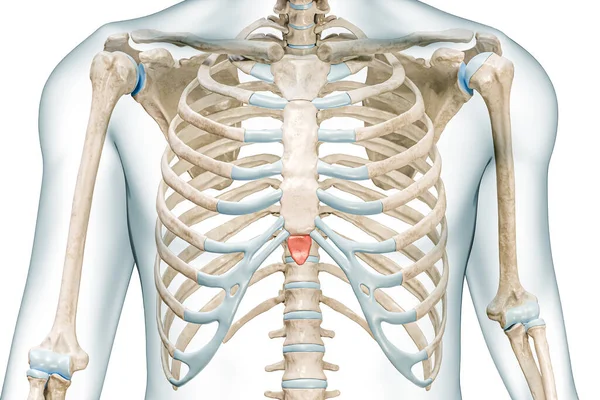 Xiphoid Process Bone Sternum Red Color Body Rendering Illustration Isolated — Stock Photo, Image