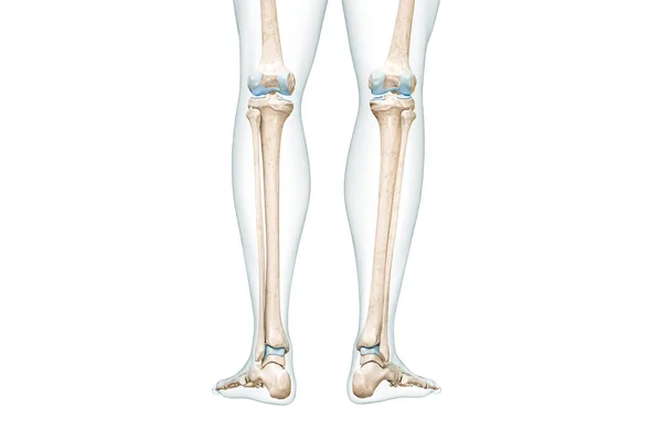 胫骨或胫骨与小腿身体等高线后视图3D渲染图形孤立在白色与复制空间 人体骨骼解剖 医学图表 骨理学 骨骼系统概念 — 图库照片