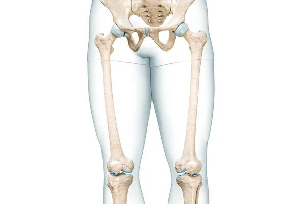 太もものボディ輪郭のフロントビューを持つ大腿骨や太ももの3Dレンダリングイラストは コピースペースと白に隔離されました 人間の骨格解剖学 医学図 骨格系の概念 — ストック写真