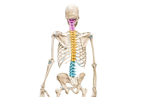 胸椎和腰椎在彩色背景图中的三维绘制 在白色背景下孤立 脊柱或脊柱解剖 医学图表 骨骼系统概念 — 图库照片