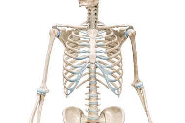 Göğüs kafesi kemikleri ön cephede yakın plan 3D görüntüleme, kopya alanı ile beyaza izole edilmiş. İnsan iskeleti ve gövde anatomisi, tıbbi diyagram, osteoloji, iskelet sistemi kavramları.