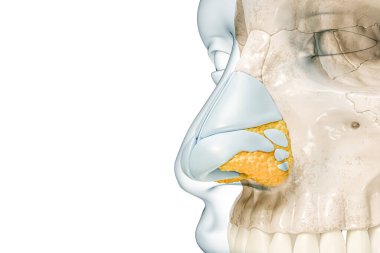 Burun kıkırdakları ve vücut hatları ile kemiğe yakın üç boyutlu görüntüleme kopya alanı ile beyaza izole edilmiş. İnsan iskeleti ve burun anatomisi, tıbbi diyagram, osteoloji, iskelet sistem kavramı.