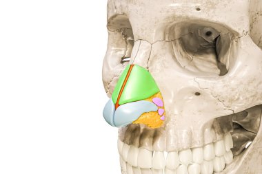 3 boyutlu renklerle etiketlenmiş burun kıkırdakları kopyalama alanı ile beyaza izole edilmiş resimleme. İnsan iskeleti ve burun anatomisi, tıbbi diyagram, osteoloji, iskelet sistemi kavramları.