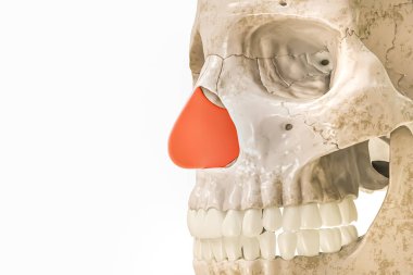 Kırmızı 3 boyutlu Septal kıkırdak ya da septum çizimi beyaza izole edilmiş, kopyalama alanı ile. İnsan iskeleti ve burun anatomisi, tıbbi diyagram, osteoloji, iskelet sistemi kavramları.