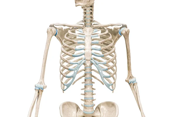 边缘笼骨骼前视镜近距离3D渲染图形隔离在白色与复制空间 人体骨骼和躯干解剖 医学图表 骨骼系统概念 — 图库照片