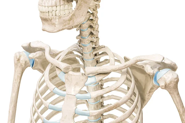 鎖骨や鎖骨の優れたまたはコピースペースと白に隔離されたトップビュー3Dレンダリングイラスト 人間の骨格と肩の解剖図骨学骨格系の概念 — ストック写真