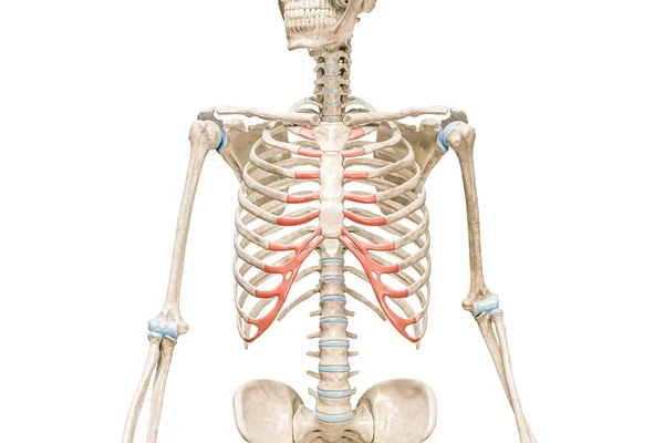 红色3D图像中的软骨在白色上与复制空间隔离 人体骨骼和肋骨笼解剖学 医学图表 骨骼系统 生物学概念 — 图库照片